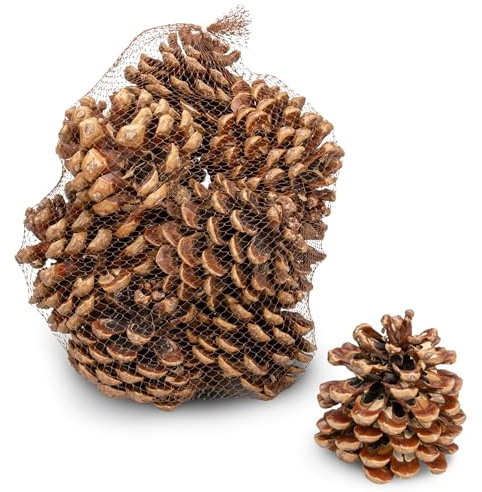 NaDeco Pinienzapfen 10 Stück, 12-14cm, Pinus Pinea Pinien Zapfen Groß Tannenzapfen Kiefernzapfen Dekozapfen, Naturdeko Advent Weihnachten Deko Dekoration Adventsdekoration Weihnachtsdekoration