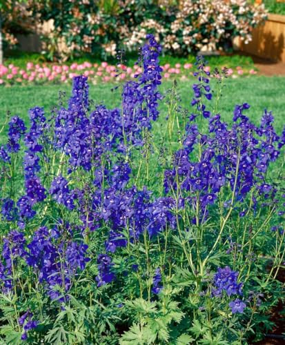 Delphinium x belladonna 'Bellamosum' ca. 11x11 cm Topf - Rittersporn, leuchtend blaue Blüten, Blütezeit Juni-August, ideal für Rabatten, bienenfreundlich, pflegeleicht