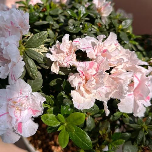 semi di rododendro - azalea resistente perenni estremamente balcone 40pcs