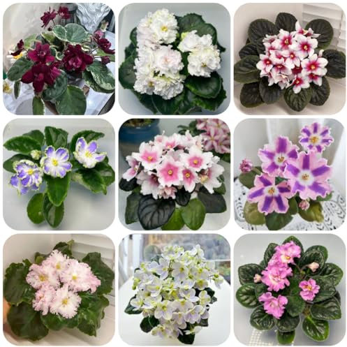 usambaraveilchen balkonblumen schnittblumen frühlingsblume 300samen