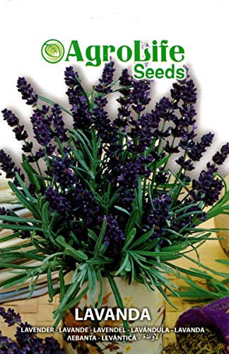Semi Sementi Lavanda Lavandula Spica Erba Aromatica Seeds