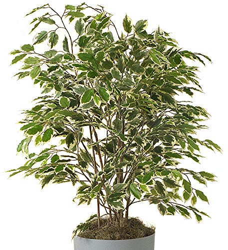 Ficus Golden King | 30-40cm Potted Variegated Weeping Fig | Home Office Plant