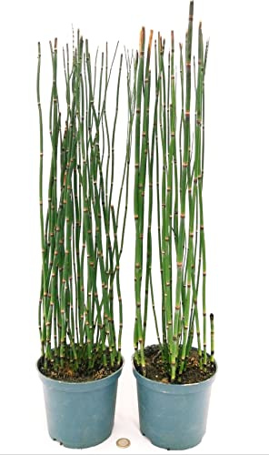POWERS TO FLOWERS - EQUISETUM, EQUISETO, BAMBU' DELLA PACE 2 PIANTE, Vaso 15cm, Altezza 50/60cm, piante vere