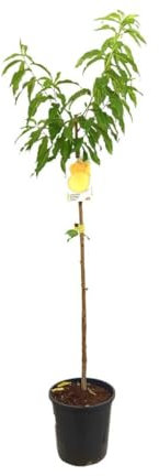 MELOCOTONERO CATHERINE | Maceta 25CM | Altura 100-120CM | Árbol Frutal | Fácil Cuidado | Melocotones Dulces y Jugosos | Crecimiento Rápido | Huerto | Frutos Grandes