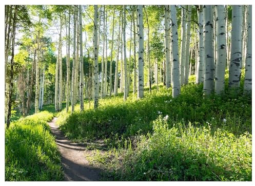 WallArena - Vlies Fototapete Wald Landschaft 150x105 cm - Fototapeten - Tapeten - für Wohnzimmer Schlafzimmer - Vliestapete Wandtapete Tapete 3D Effekt- inkl. Kleister - Birken Natur Birkenwald grün