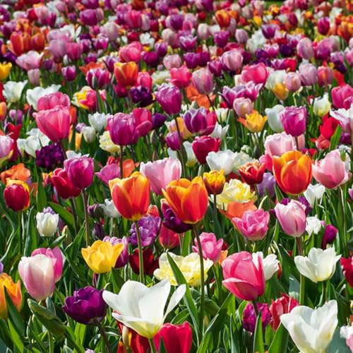 Bloomique - Mix di 20 - Tulipani 60 Giorni - Bulbi di tulipano - Mix di colori - Bulbi - Fioritura primaverile - Perenni - Cresce fino a 25-60 cm