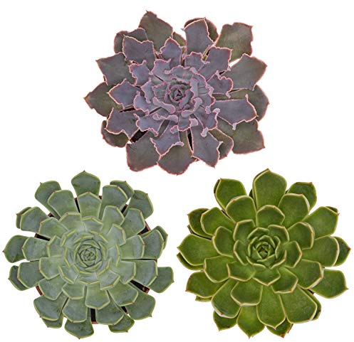 Pasiora Echeveria Mix im 10,5cm Topf, verschiedene mittelgroße Pflanzen, Rosetten Geschenkset (3 Stück)