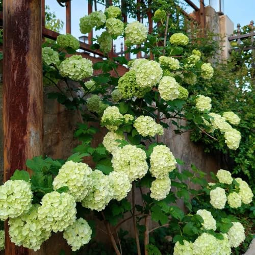 Semi di ortensia palla di neve, da esterno resistenti decorazione del soggiorno giardino decorazione da giardino per esterni copertura del terreno 100pcs