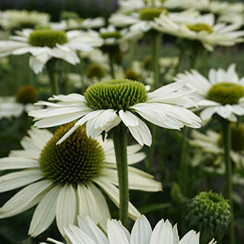 Blumixx Stauden Echinacea purpurea 'Virgin' – Sonnenhut, weiß blühend, winterharte Staude, pflegeleicht, für Beet