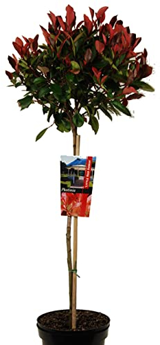 Photinia oder Glanzmispel auf Stamm 80-100 cm