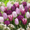 Bulbi di tulipano Collezione Blu e Viola (25 bulbi) esclusivi tulipani dall'Olanda, resistenti e perenni per giardino, vasi, balcone da Amsterdam (bulbi grandi, senza semi, non artificiali)