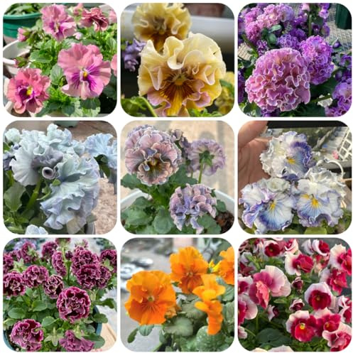 viola cornuta, semi di viola cornuta primaverili, resistenti in vaso rampicanti, giardino roccioso decorazione organica per balcone semi di 300semi
