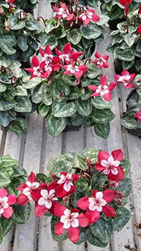 CICLAMINO, DIXIE IN VASO 12CM, 2 PIANTE, piante vere