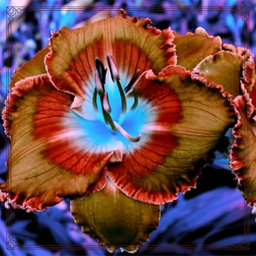 Excellent Daylily Bulbs for Planting Now UK Cold-Resistant Ornamental Excellent Display Easy Plant Unique Greening Flower Perennial Good for Containers Natural Organic-10bulbs-O