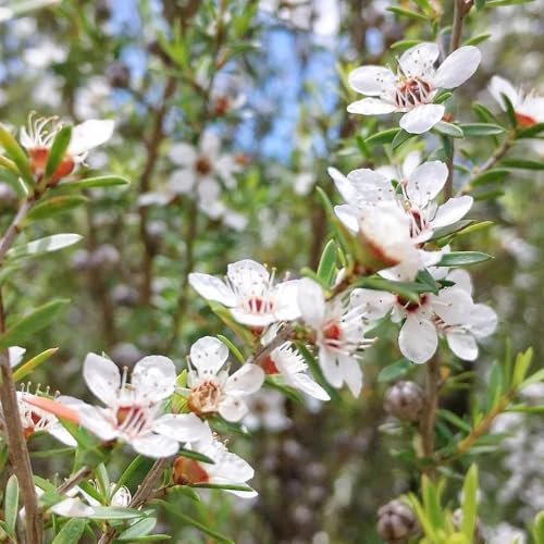 manuka mehrjährige stauden winterhart extrem winterharte kübelpflanzen wohnzimmer deko gartensamen pflanzensamen exotisch blumengarten mehrjährige blumensamen gartenkräuter immergrüne 125samen