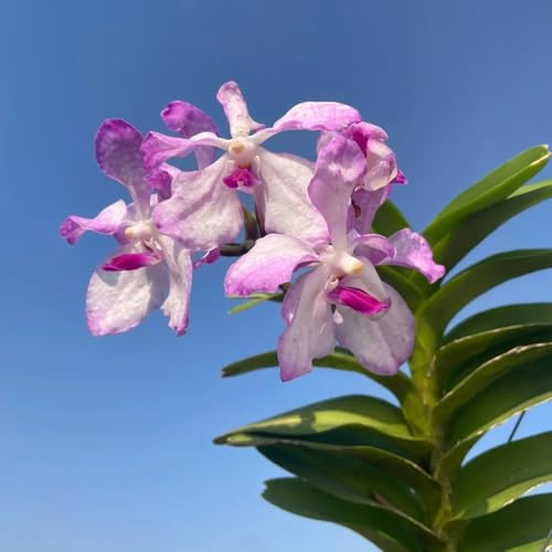 Orchidea Vanda - Decorazioni giardino per esterni decorativo ornamentali per zone soleggiate balcone insoliti 320semi