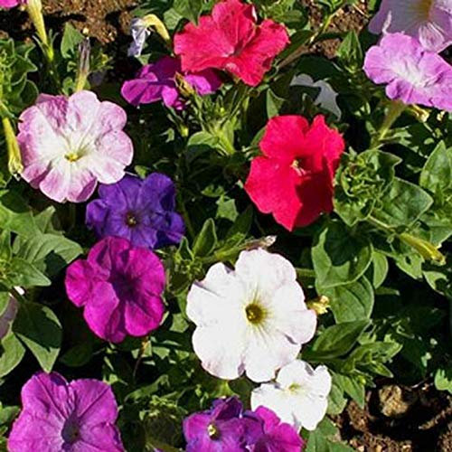 100 Petunia Nana Compacta Mixed Seeds - Mixed Colour Flowers - 100 Seeds