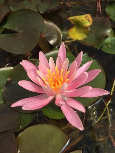 Lincolnshire Pond Plants Ltd - Princess Elizabeth Water Lily - Live Water Plant Aquatic Pond Lake Marginal - Potted