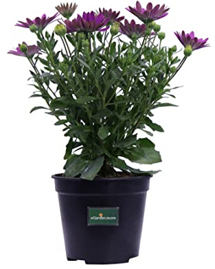 Pianta vera di Dimorphoteca o Osteospermum o Margherita Africana vari colori pianta fiorita ornamentale da esterno venduta da eGarden.store (Viola)