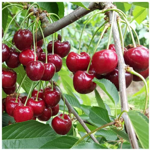 1 x Morello Cherry Tree 3-4ft in 6L Pot, Self-Fertile,Ready to Fruit, pcsreat for Jams: Seeds Only