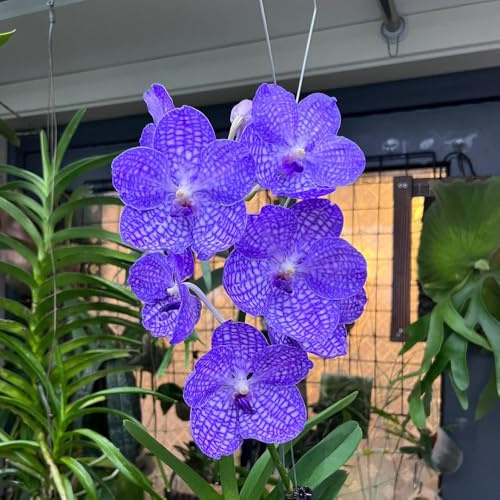 semi di orchidea vanda - resistenti, tappezzanti giardino, esterno aiuole rialzate 20pcs