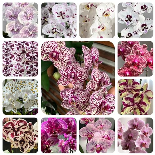 semi di phalaenopsis - orchidea per balcone decorazione letto rialzato da esterno perenni resistenti biologici da giardino 500pcs