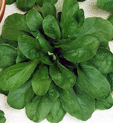 Feldsalat Verte de Cambrai Cavallo Züchtersaat 50 g Samen