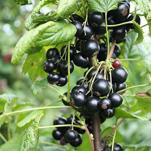 Fruit Blackcurrant Giant nigrum Summer Pearls Garden Plant Hardy Shrub Garden Plants Easy to Grow Your Own 1x 9cm Potted Plant by Thompson and Morgan