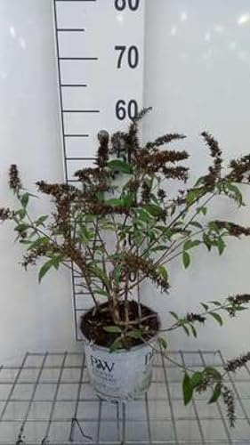 Buddleja dav. 'Mss Ruby'® - Buisson Des Papillons 'Mss Ruby', Arbuste Aux Papillons 40-60 cm en pot