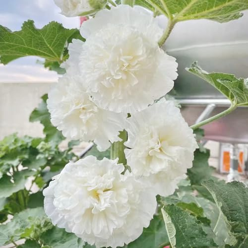 malvas, malva real - semillas de de balcón semillas malva real balcón en Decoraciones jardines exteriores 500semillas