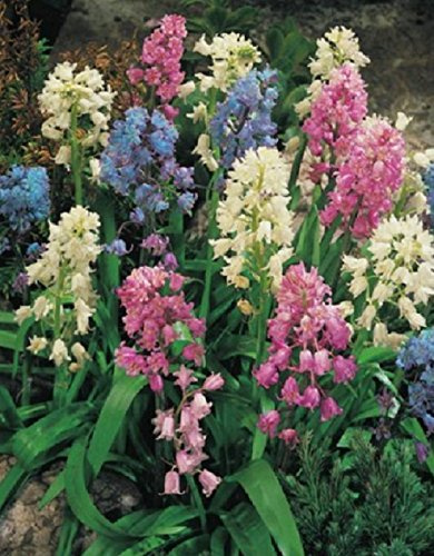 Hasenglöckchen gemischt Hyacinthoides hispanica (50 Blumenzwiebeln)