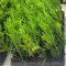 50 Uds Plantas de Ciprés Leylandii 2001 (15-30 cm) – Seto Rápido y Denso – Perfecto para Cerramiento Exterior