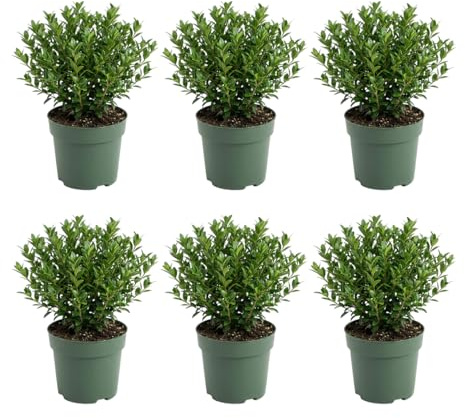 Bloomique - Lot de 6 - Ilex crenata Jenny - Houx japonais - Plante rustique - Plante balcon - Hauteur 10-20 cm - Pot 10 cm