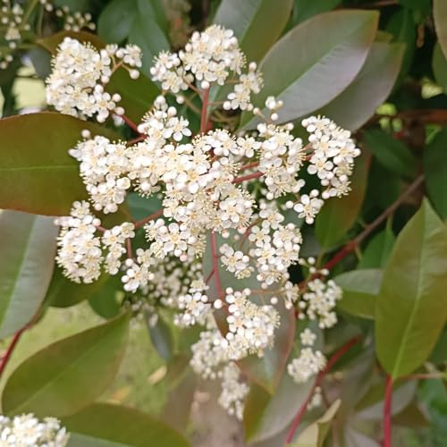 Semi di Photinia Red Robin decorazioni giardino per esterni ornamentali biologiche esotico raro prodotti sostenibili ornamentali resistenti vecchie varietà 100pcs