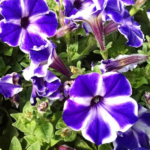 semi di petunia appendendo decorazione salone prato semi esotici giardino decorazione balcone prato giardino 40pcs