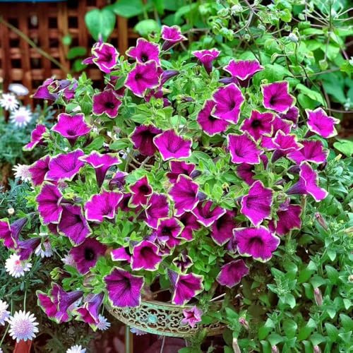 650 piezas semillas de petunia - semillas de pradera del prado pradera silvestres perennes balcón