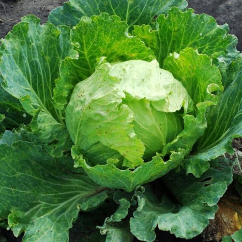 Semillas de lechuga iceberg orgánicas, semillas de invierno resistentes para el jardín 600pcs