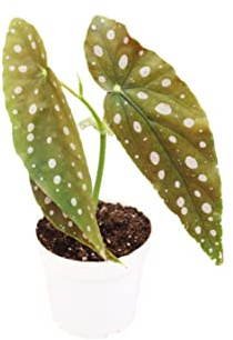 Begonia Maculata | 4 inch | Tropical Ambiance