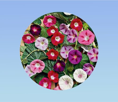 Graines d' Ipomée volubilis grande fleur varie 3 Grammes soit +/- 130 GRAINES