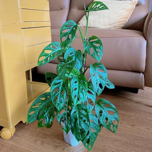 semillas de monstera - decoración interior jardín perennes resistentes raras 85pcs