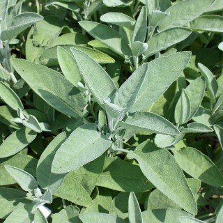 Salvia officinalis – Winterhart, Mehrjährig, Pflegeleicht – Echter Salbei – Gewürzpflanze für Küche & Kräutergarten