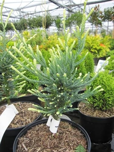 Küstenmammutbaum Lightning - Sequoia sempervirens 25-30
