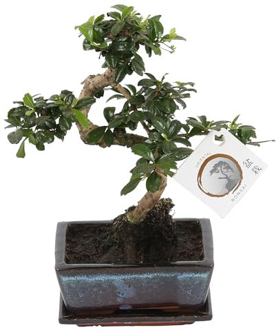 Plant in a Box - Carmona microphylla - Altezza 20-25cm - Albero dei bonsai Carmona Forma a S - Vaso 15cm