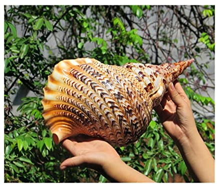 WERWER Coquilles de conque Naturelles Queue de phénix escargots Cadeau d'affaires Coquille conque Statues décoration de Mariage à la Maison Meurt (Size : 23cm)