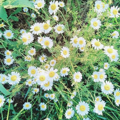 Semillas de Pyrethrum cinerariifolium - silvestres perennes balcón decorativas exóticas orgánicas 200pcs