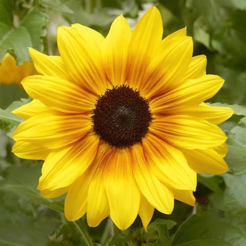 Bedwen Sunflower 'Sunfinity Yellow Red Bicolour' Plug Plant x3 – Free‑Flowering Sunflower with Tall Long‑Lasting Blooms for Patio Pots, Borders & Summer Colour