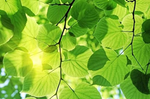 Vlies Fototapete GRÜNE BLÄTTER 375 x 250 cm | Vliestapete - Wandtapete inklusive Kleister | PREMIUM VLIES QUALITÄT
