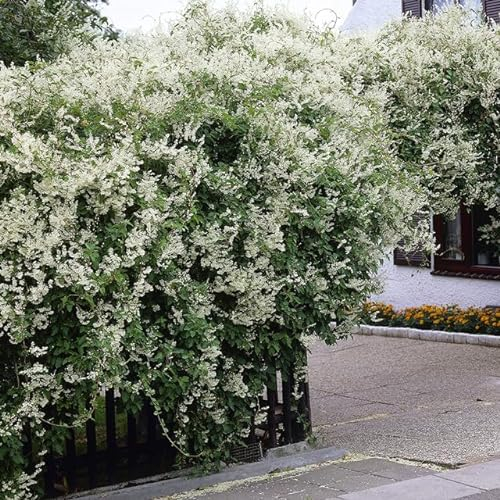 Carbeth Plants Fallopia Baldschuanica Climbing Plant in 9cm Pot