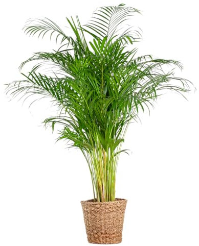 Palma Areca (dypsis) XL con cesto Torun - 110-120cm - Ø24cm - Pianta d'appartamento - Sempreverde