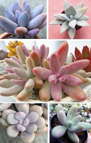 Pachyphytum Mix 15+ Seeds 5 cultivars Moonstones